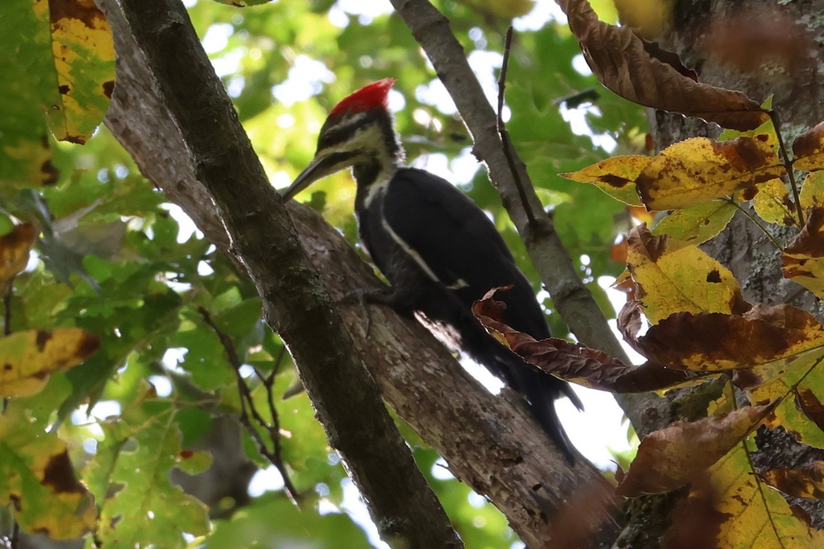 Pileated Woodpecker - ML642553679