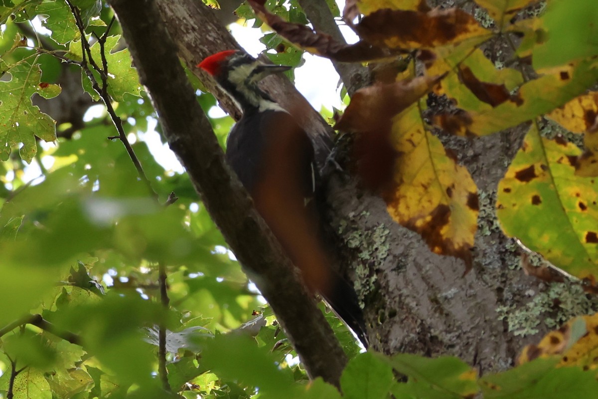 Pileated Woodpecker - ML642553680