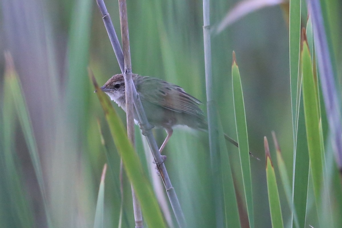 Tawny Grassbird - ML642553681