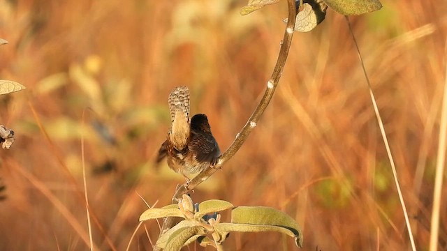 Grass Wren - ML642553700