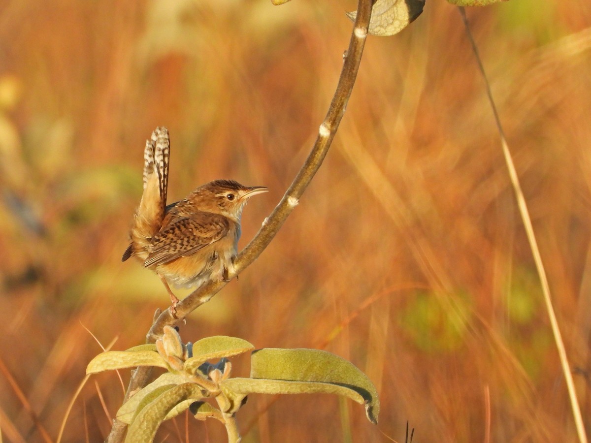 Grass Wren - ML642553702
