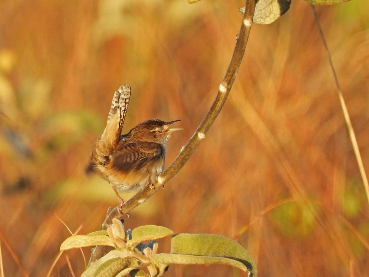 Grass Wren - ML642553703