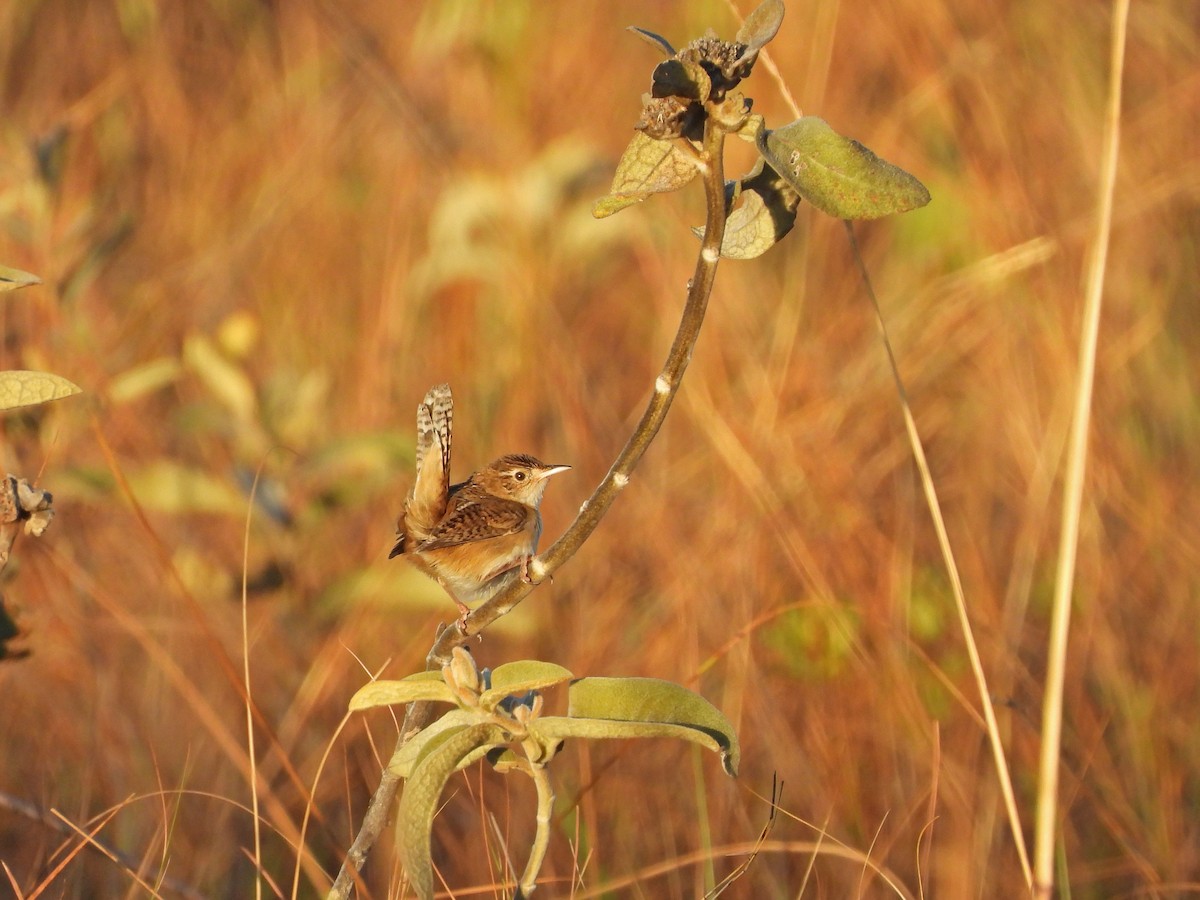 Grass Wren - ML642553704