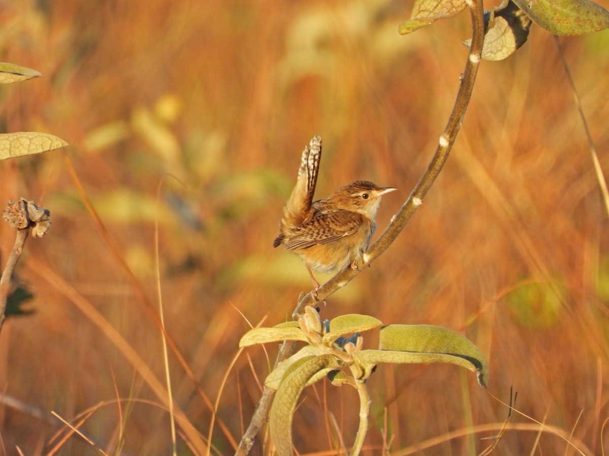Grass Wren - ML642553705