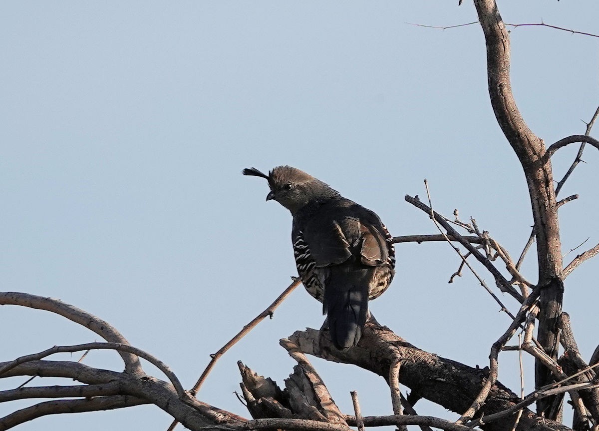 Gambel's Quail - ML642553713