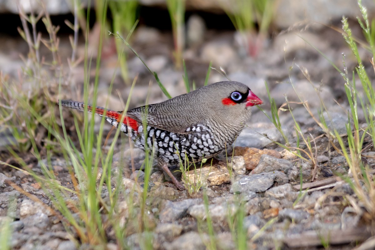 Red-eared Firetail - ML642553738