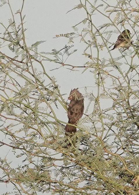 ムネアカコウカンチョウ - ML642553743