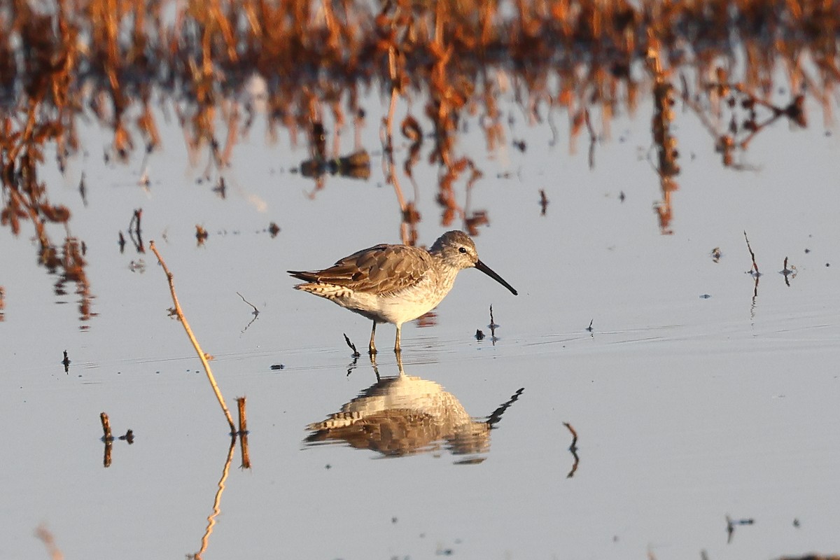 Stilt Sandpiper - ML642553756