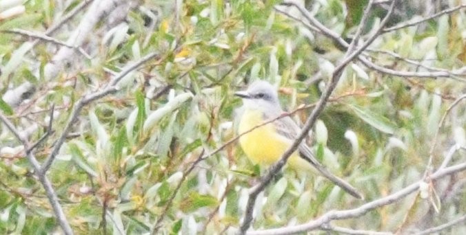 Tropical Kingbird - ML642553758