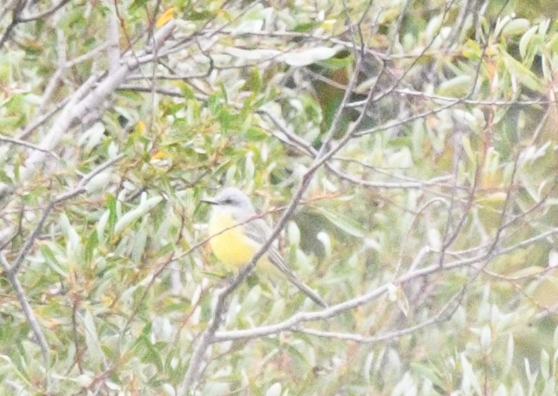 Tropical Kingbird - ML642553759