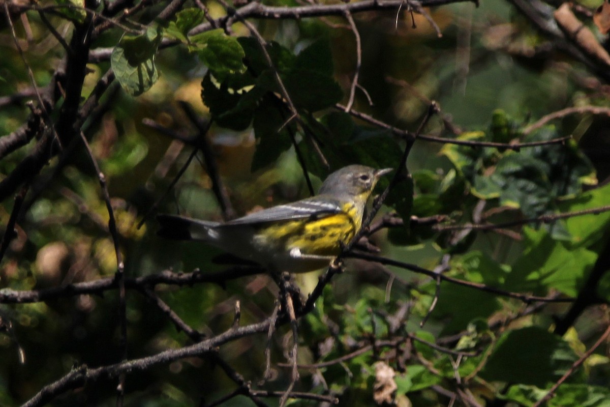סבכון לבן-זנב - ML642553792