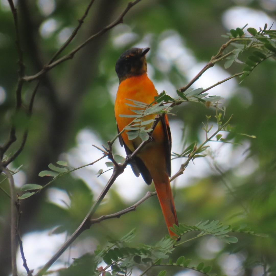Orange Minivet - ML642553805