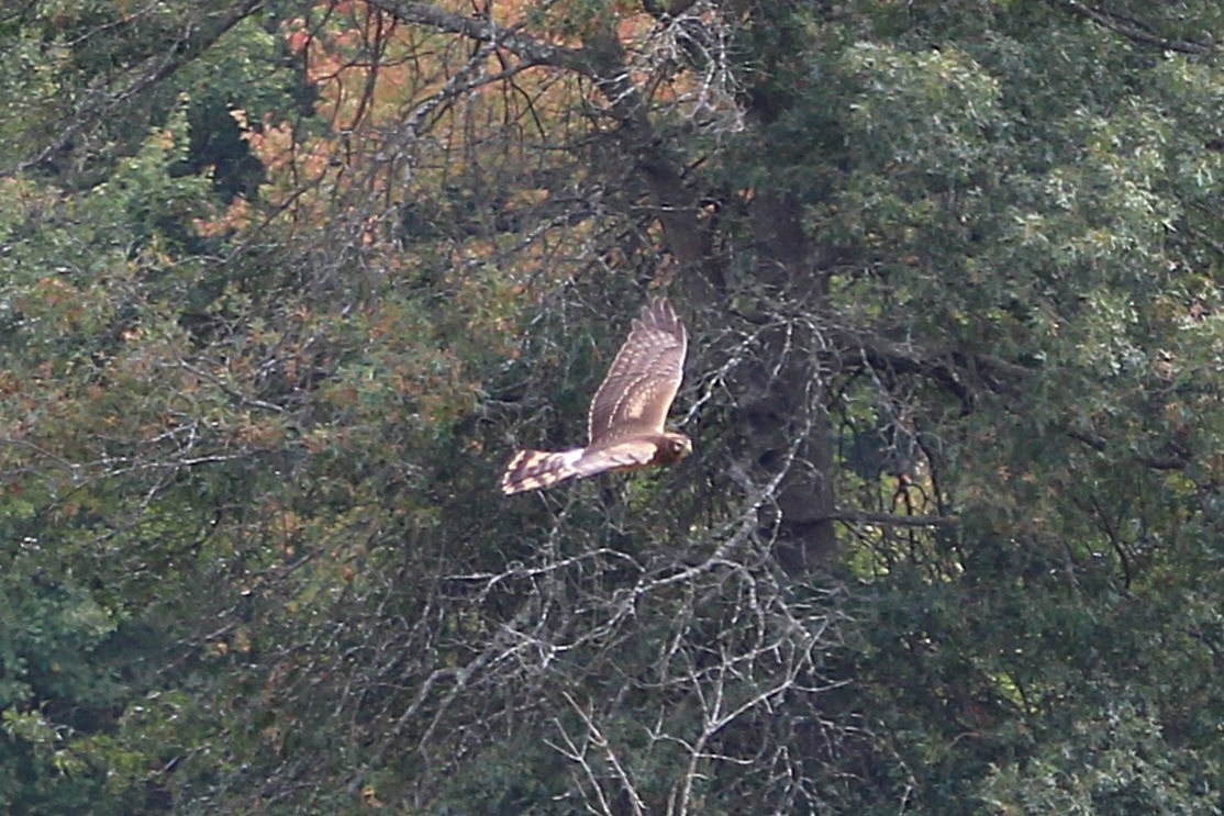 זרון אמריקני - ML642553824