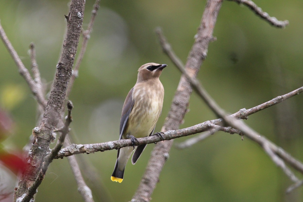 ציצנית אמריקנית - ML642553831