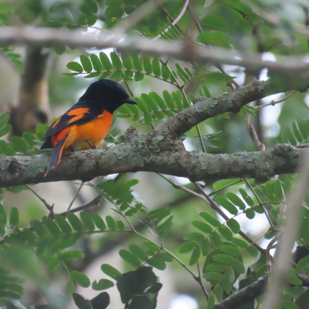 Orange Minivet - ML642553834
