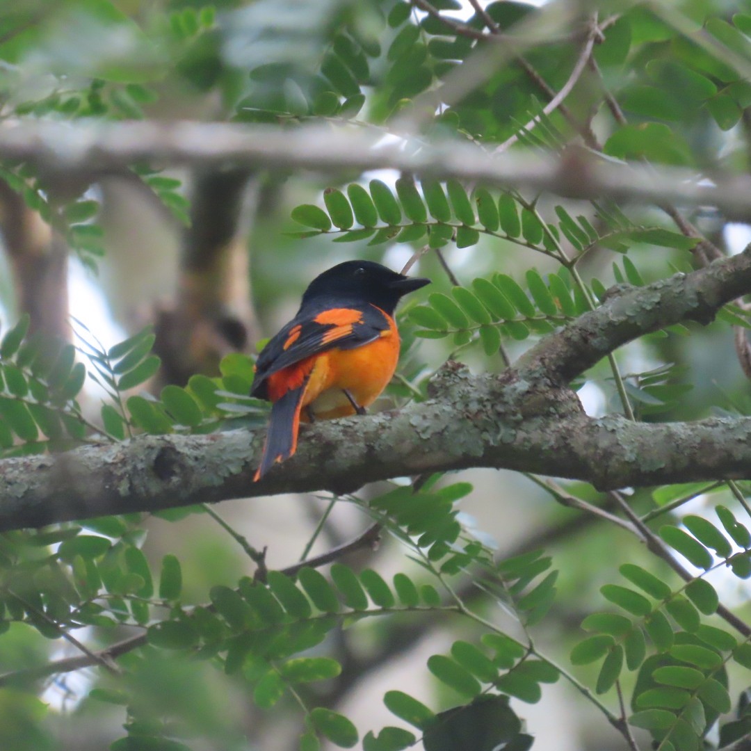 Orange Minivet - ML642553836