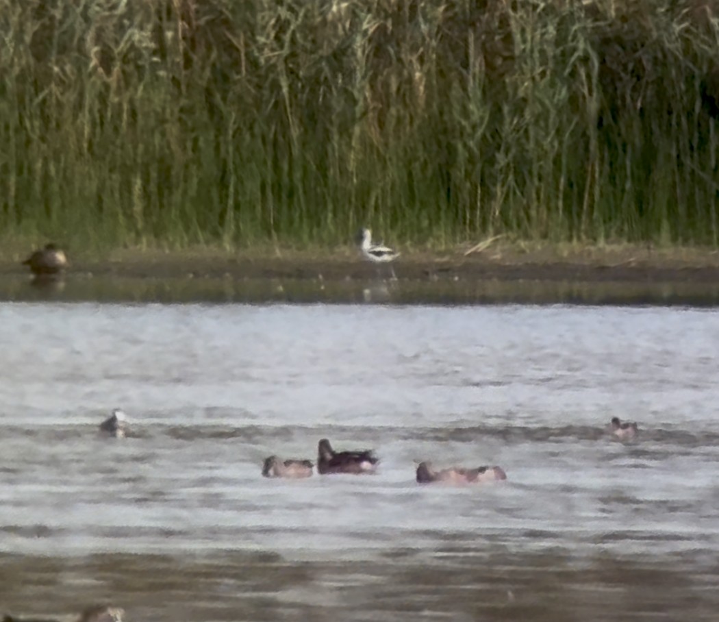 American Avocet - ML642553866