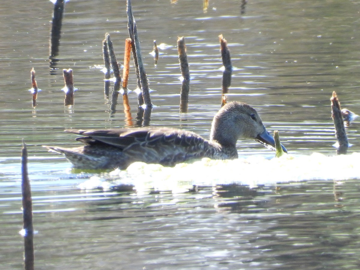 Cinnamon Teal - ML642553880