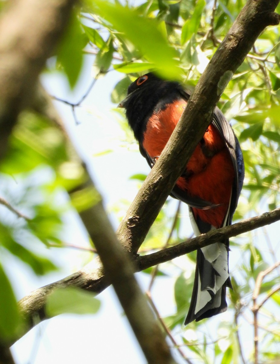 Surucua Trogon - ML642553933