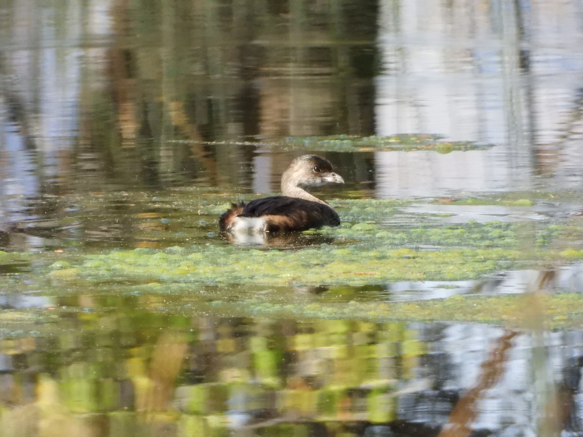 Pied-billed Grebe - ML642553943