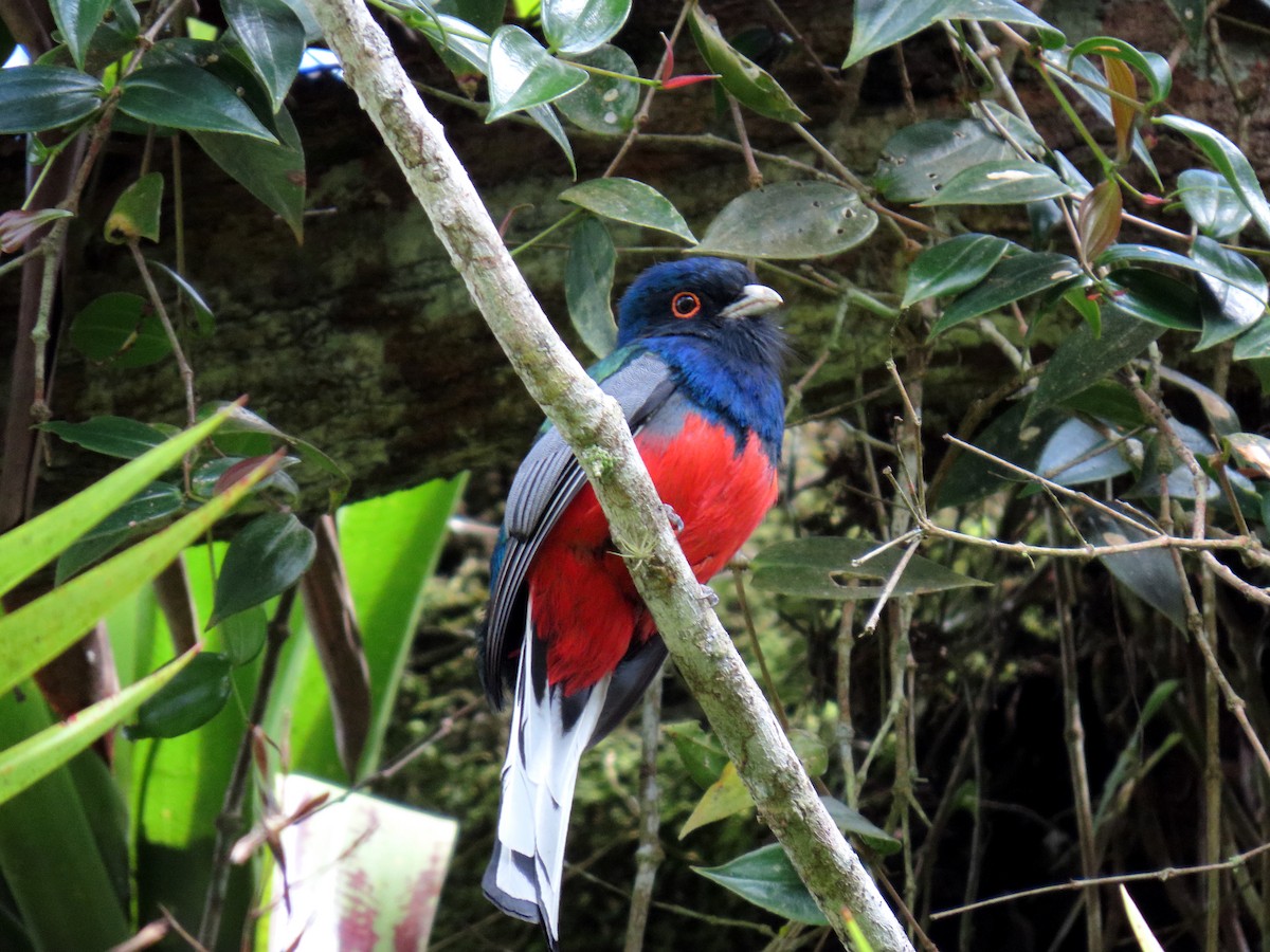 Surucua Trogon - ML642553951