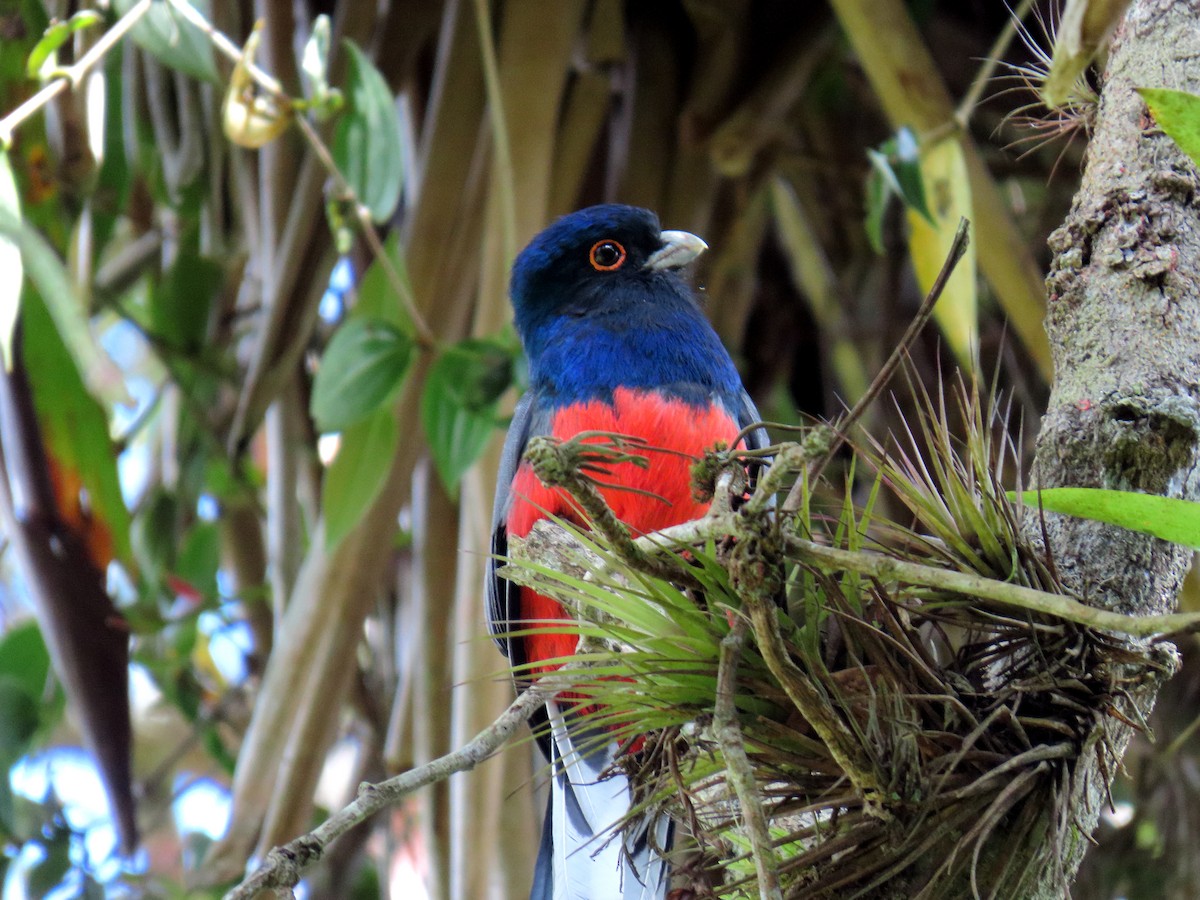 Surucua Trogon - ML642553952