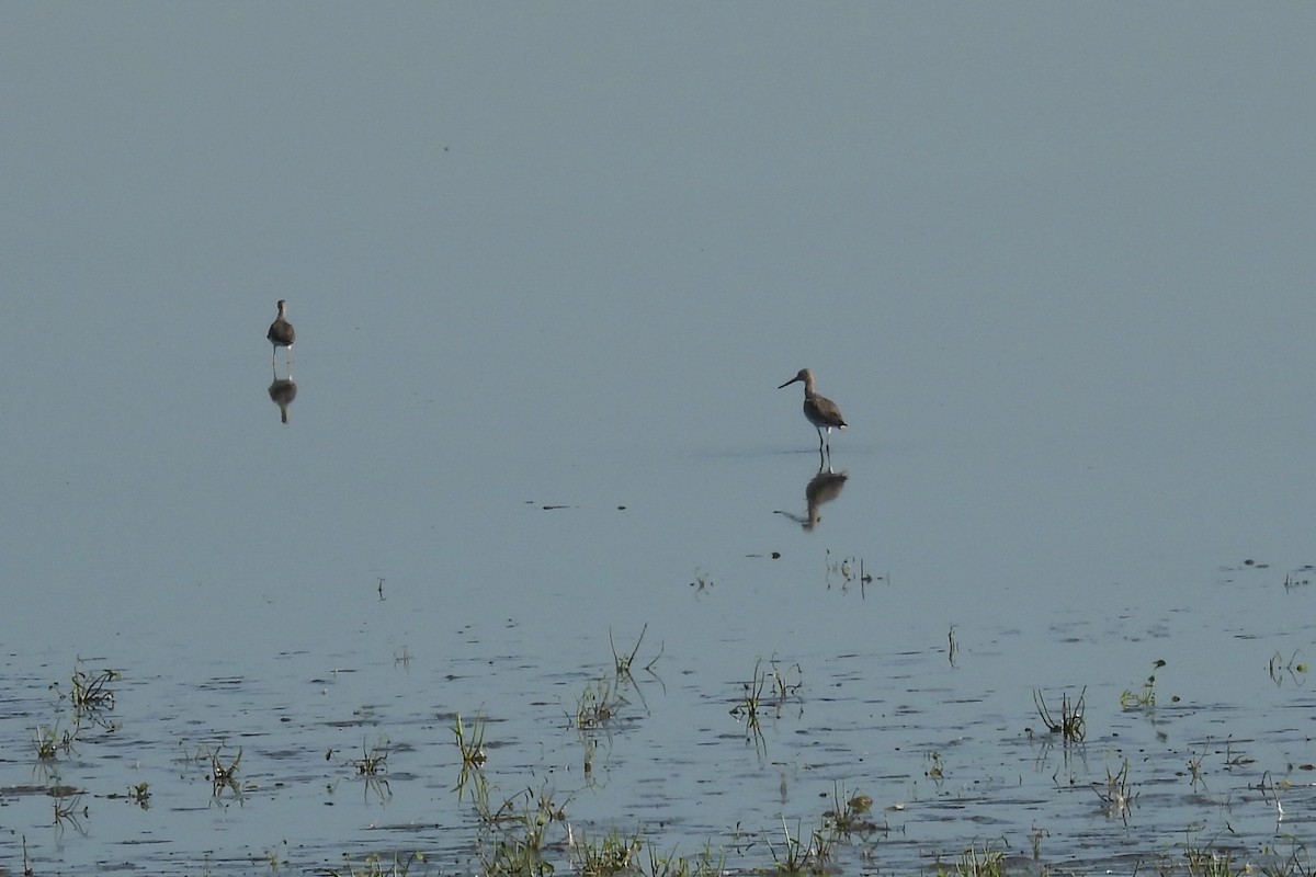 Willet - ML642553965