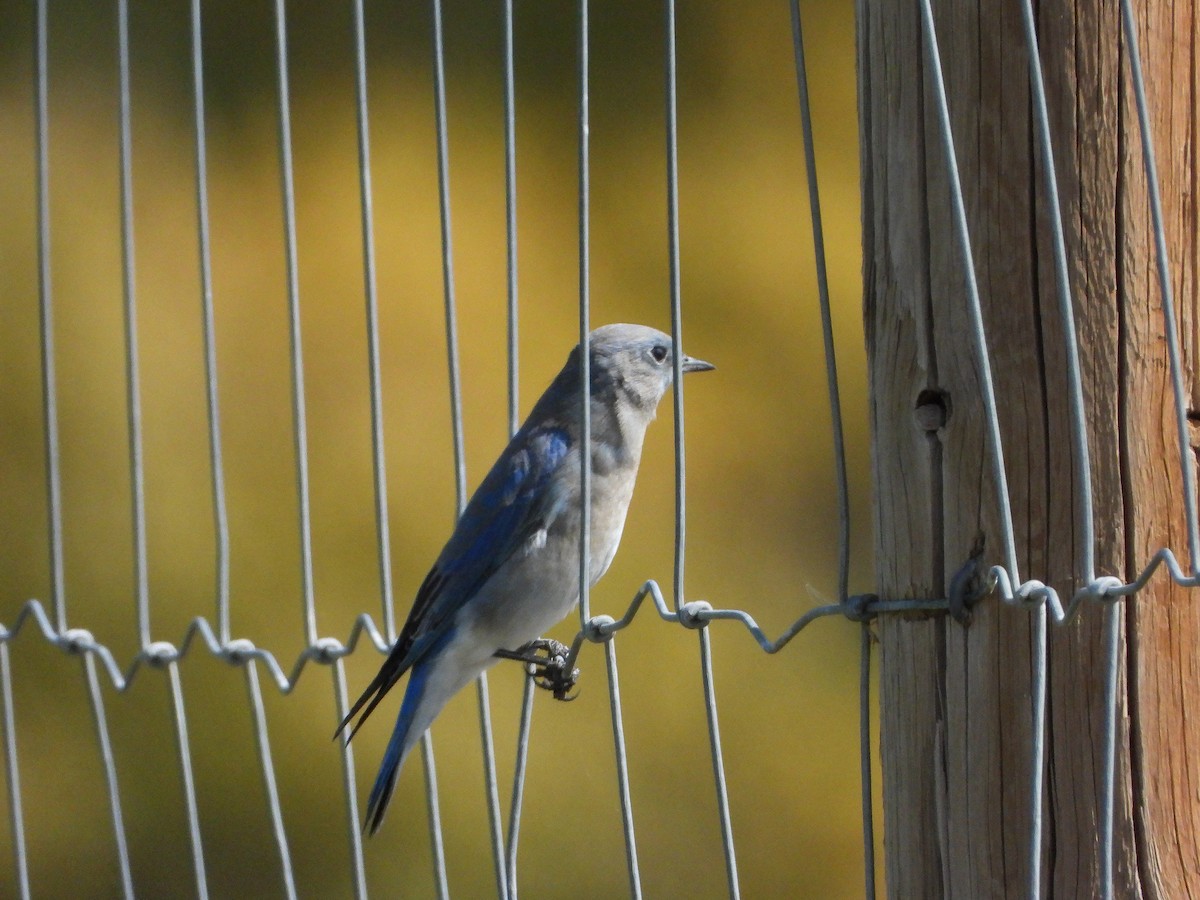 Mountain Bluebird - ML642553975