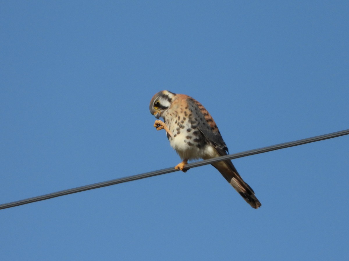 American Kestrel - ML642554002