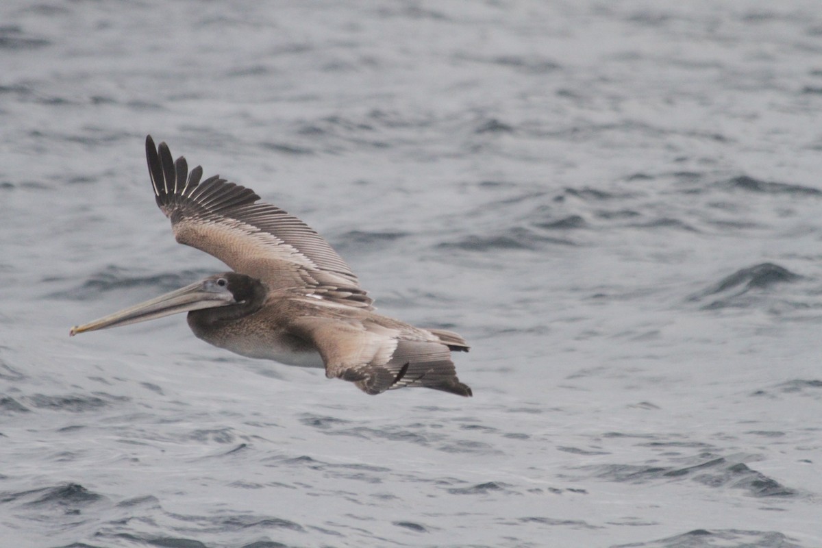 Brown Pelican - ML642554003