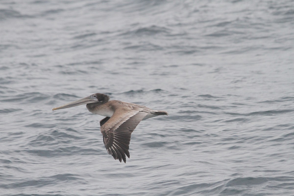 Brown Pelican - ML642554004
