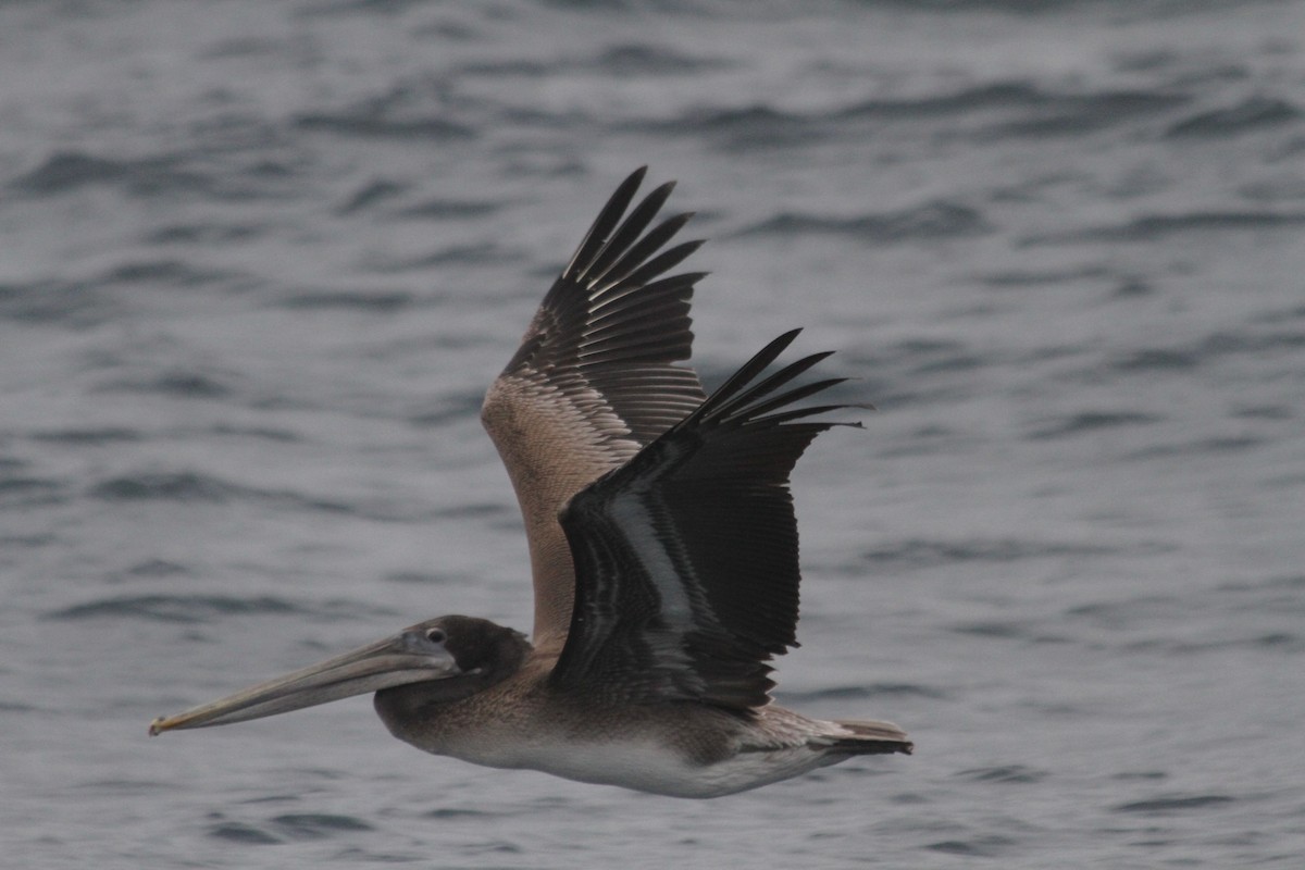 Brown Pelican - ML642554005