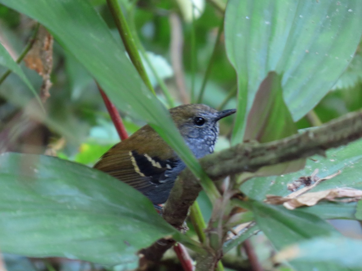 Star-throated Antwren - ML642554041
