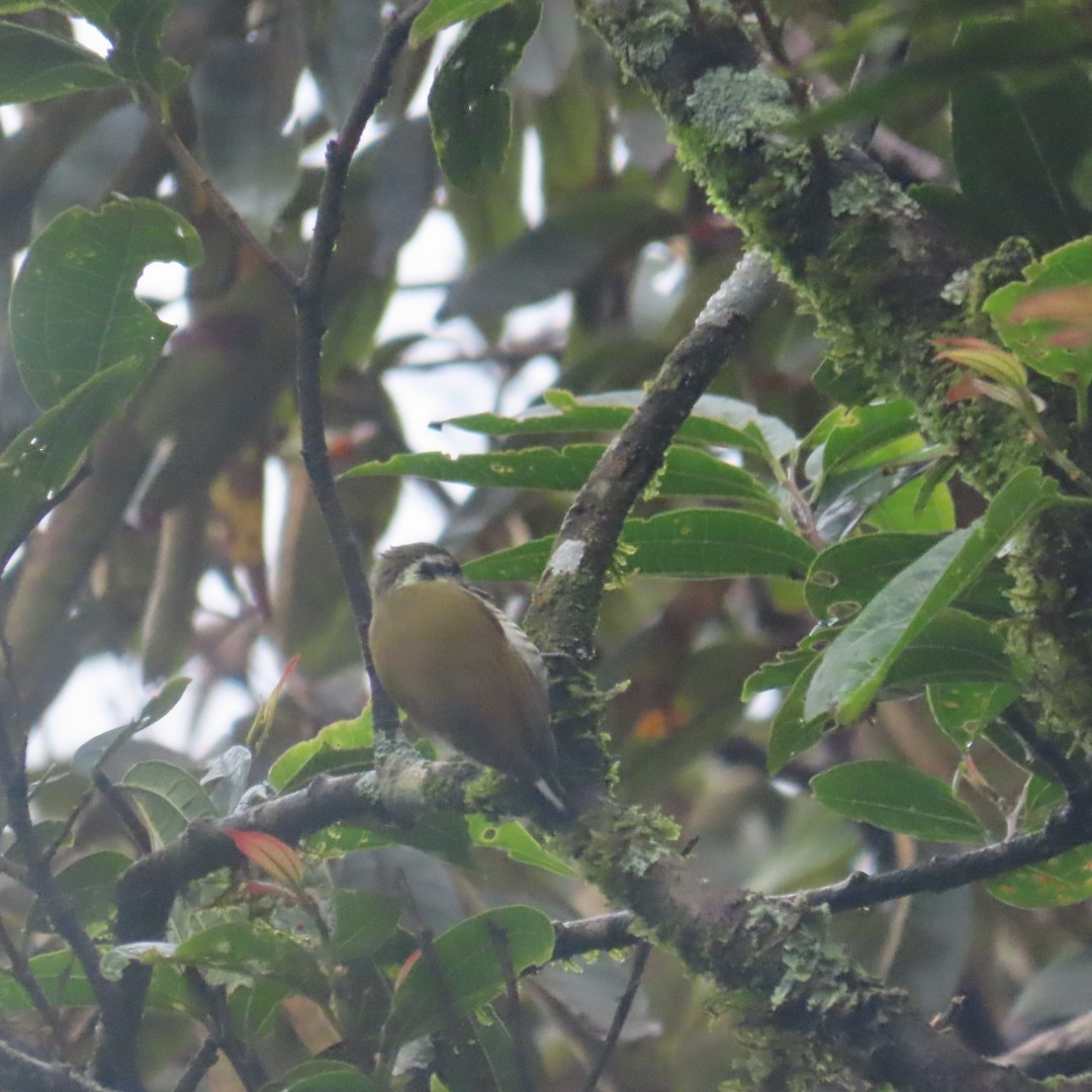 Speckled Piculet - ML642554057