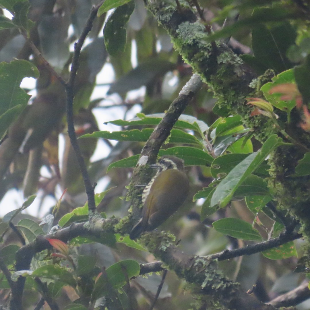 Speckled Piculet - ML642554058