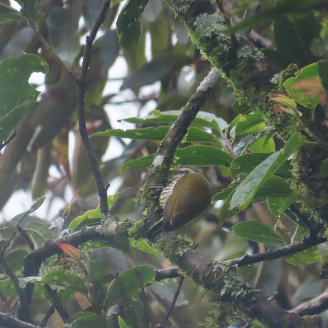 Speckled Piculet - ML642554059