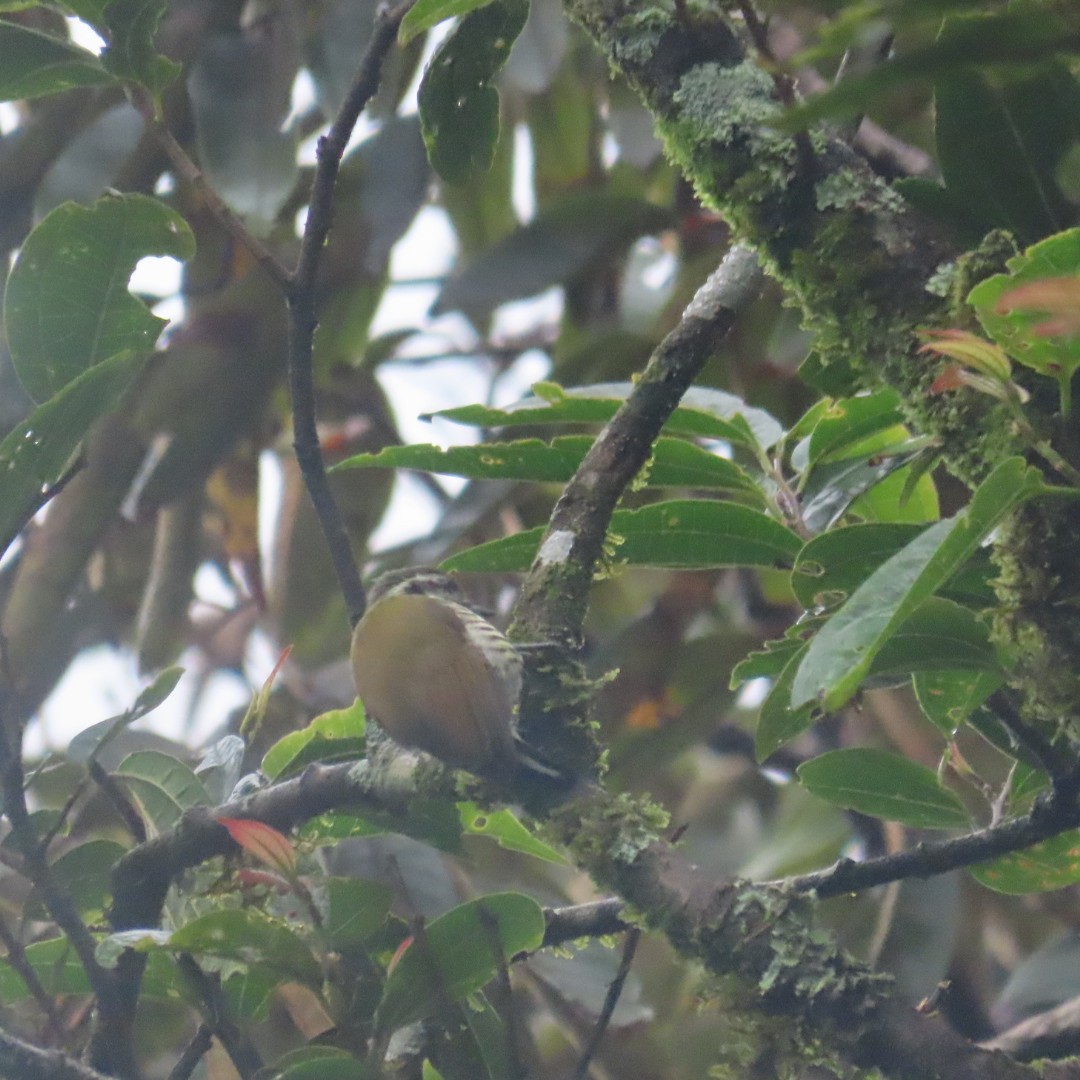 Speckled Piculet - ML642554060