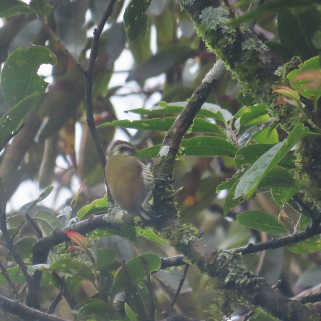 Speckled Piculet - ML642554061