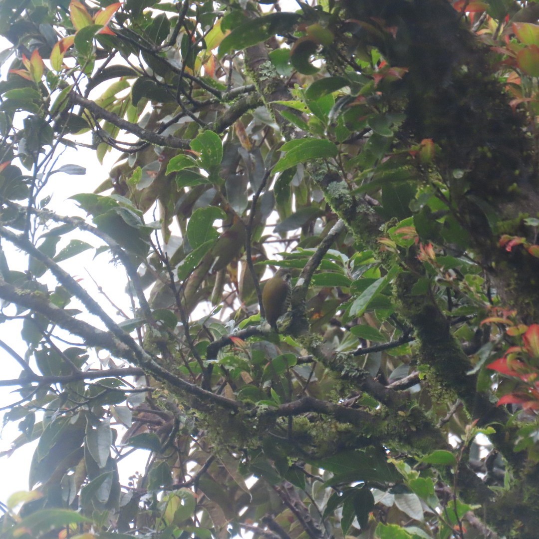 Speckled Piculet - ML642554062