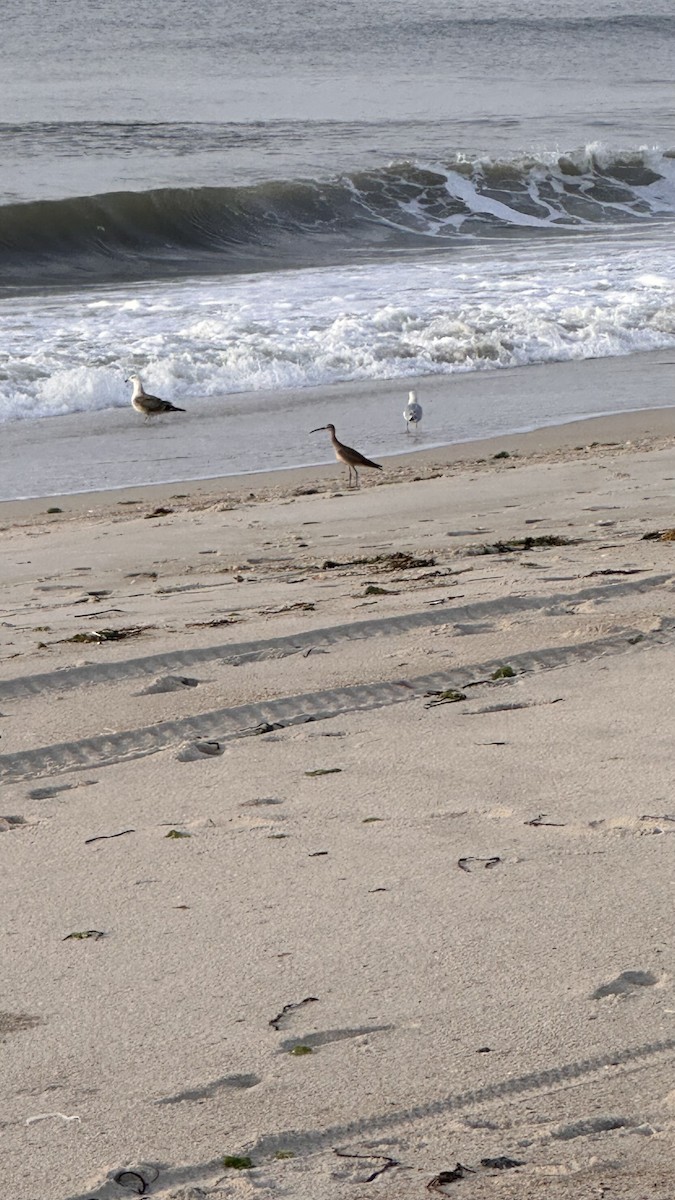 Hudsonian Whimbrel - ML642554083