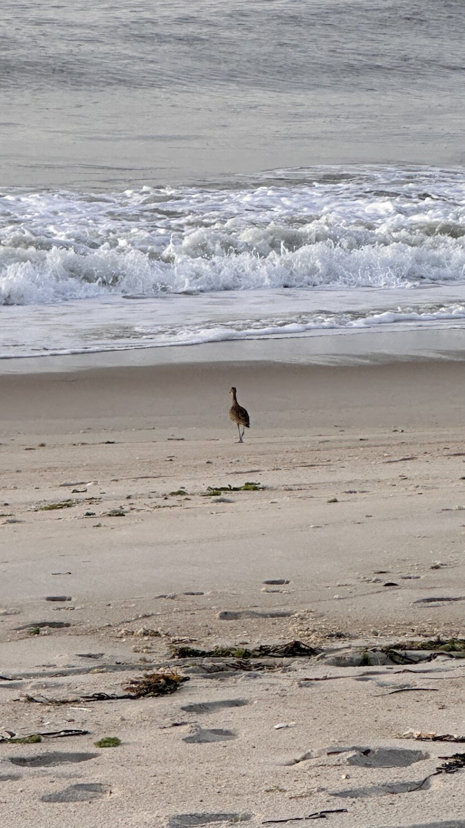 Hudsonian Whimbrel - ML642554084