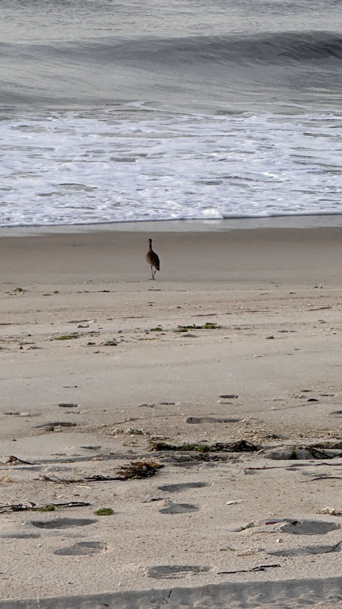 Hudsonian Whimbrel - ML642554085