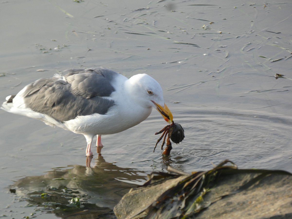 Western Gull - ML642554095