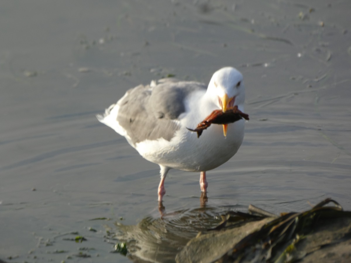 Western Gull - ML642554108