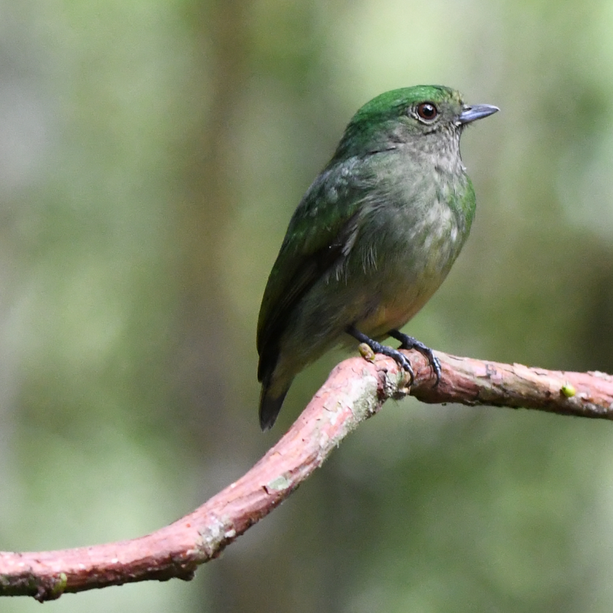 Velvety Manakin - ML642554111