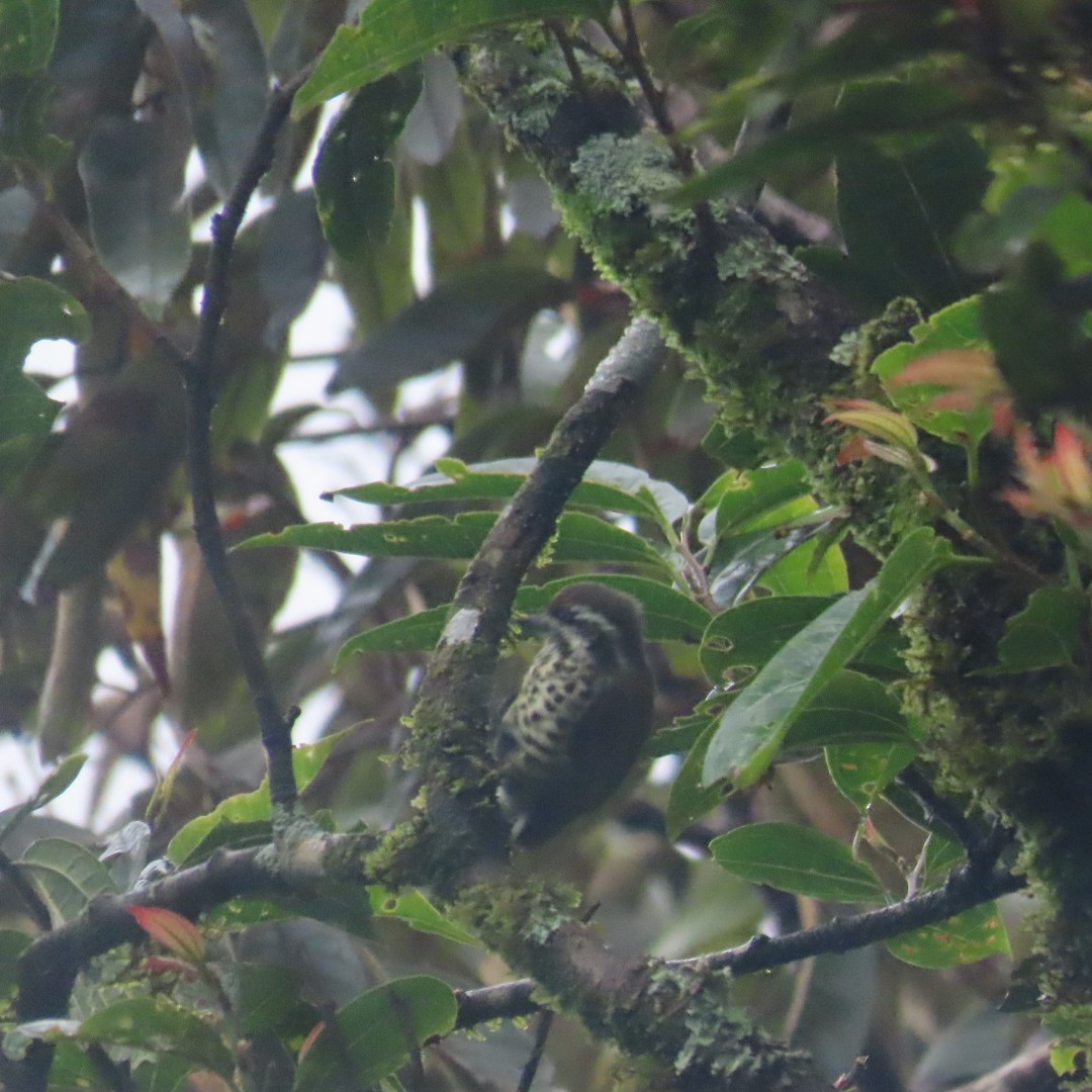 Speckled Piculet - ML642554120