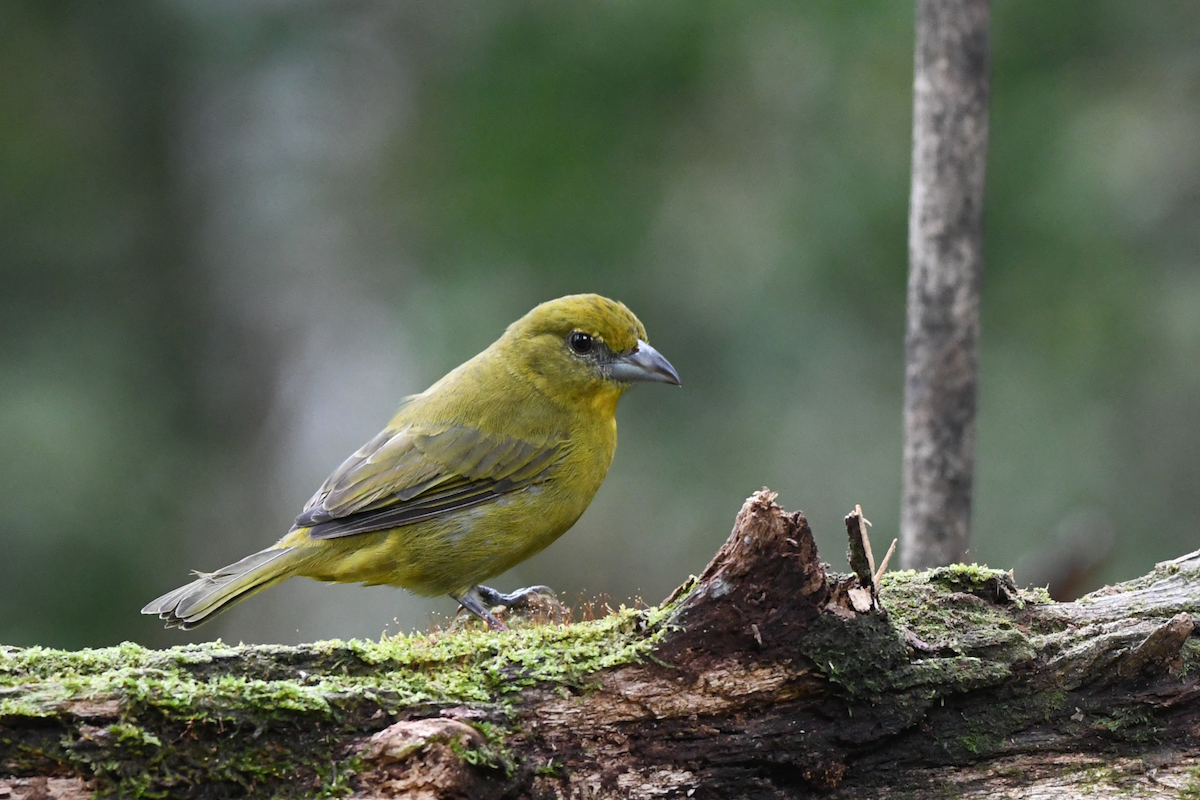 Hepatic Tanager - ML642554135