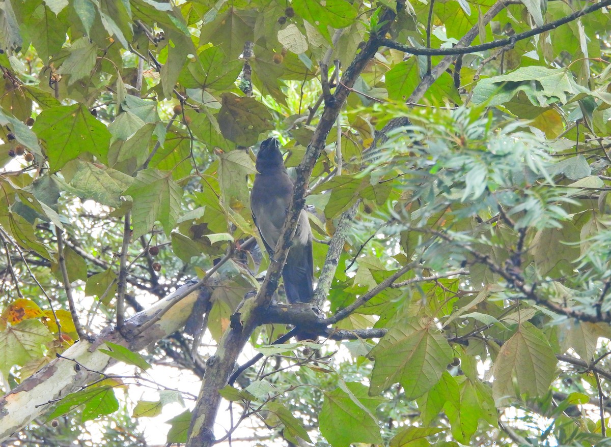 Brown Jay - ML642554138