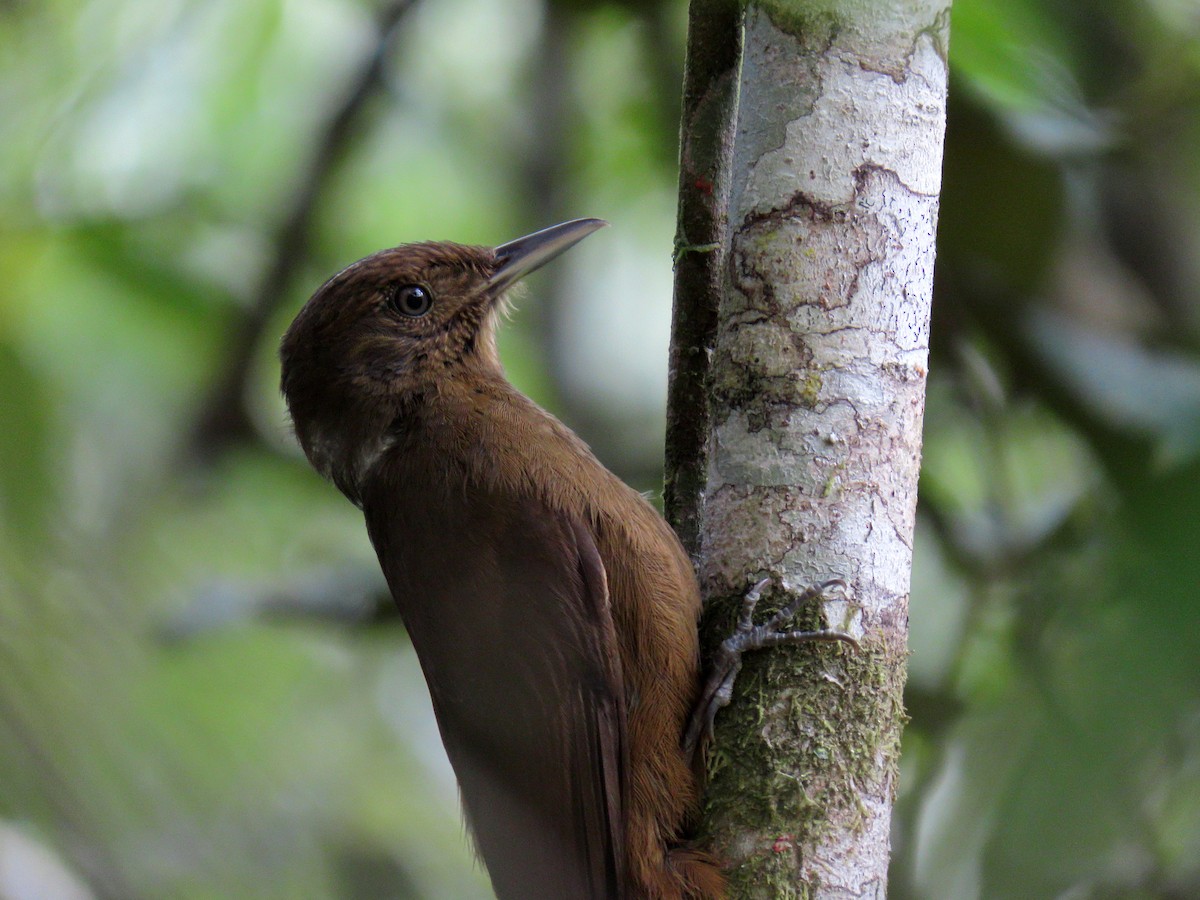 Plain-winged Woodcreeper - ML642554143