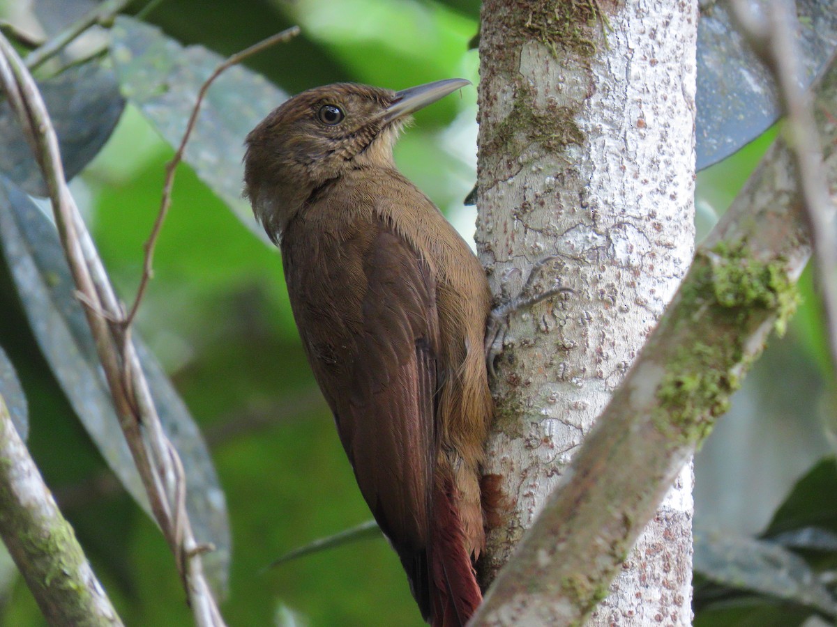 Plain-winged Woodcreeper - ML642554144